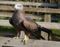 Hawk_Conservancy 168 cropped